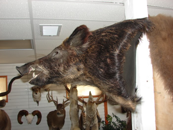 HOg Shoulder